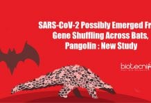 SARS-CoV-2 Possibly Emerged From Gene Shuffling Across Bats, Pangolin : New Study SARS-CoV-2 Emergence from Gene Shuffling