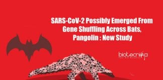 SARS-CoV-2 Emergence from Gene Shuffling