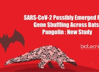 SARS-CoV-2 Possibly Emerged From Gene Shuffling Across Bats, Pangolin : New Study SARS-CoV-2 Emergence from Gene Shuffling