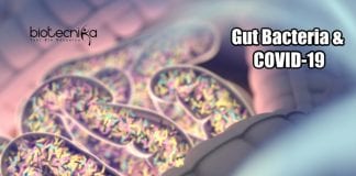 Relationship Between COVID-19 And Gut Bacteria