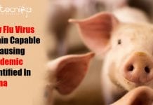 New Flu Virus Strain Capable of Causing Pandemic Identified In China New Flu virus in China Identified