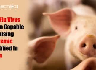 New Flu virus in China Identified