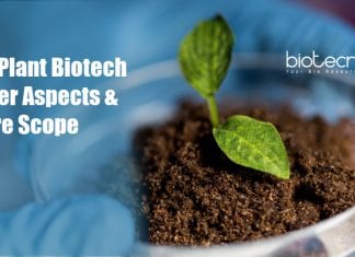 MSc Plant Biotechnology Career