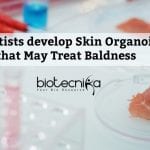 First Hair-Bearing Human Skin Organoid Developed