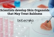 First Hair-Bearing Human Skin Organoid Developed First Hair-Bearing Human Skin Organoid Developed