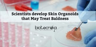 First Hair-Bearing Human Skin Organoid Developed