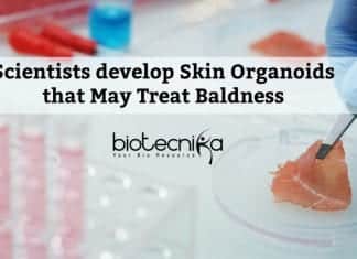 First Hair-Bearing Human Skin Organoid Developed