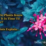Scientists Identify Genes That Tells Plants When It Is Time To Flower Genes Controlling When To Flower In Plants
