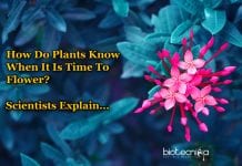 Scientists Identify Genes That Tells Plants When It Is Time To Flower Genes Controlling When To Flower In Plants