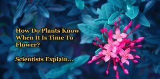 Genes Controlling When To Flower In Plants