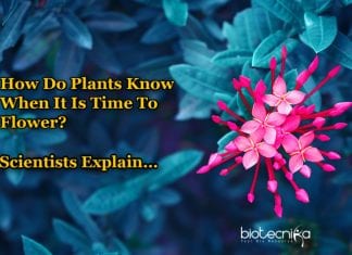 Scientists Identify Genes That Tells Plants When It Is Time To Flower Genes Controlling When To Flower In Plants