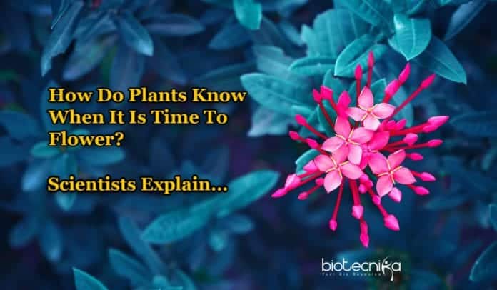 Genes Controlling When To Flower In Plants