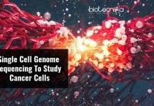 Single Cell Genome Sequencing To Reveal Genetic Diversity Of Cancer Cells Genetic Diversity of Cancer Tumors