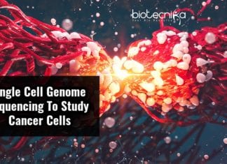 Single Cell Genome Sequencing To Reveal Genetic Diversity Of Cancer Cells Genetic Diversity of Cancer Tumors
