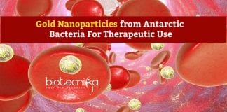 Gold Nanoparticles from Antarctic Bacteria