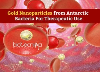 Gold Nanoparticles from Antarctic Bacteria