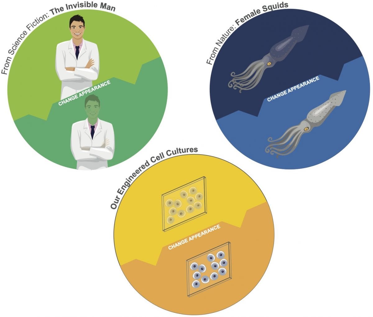 Transparent Human Cells Developed