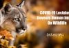 COVID-19 Lockdown Reveals Human Impact On Wildlife Human impact on wildlife