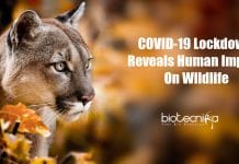 COVID-19 Lockdown Reveals Human Impact On Wildlife Human impact on wildlife