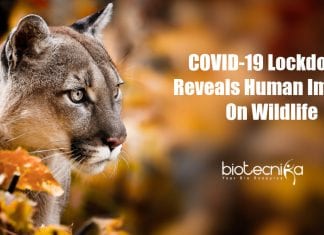 Human impact on wildlife