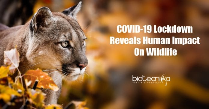 Human impact on wildlife