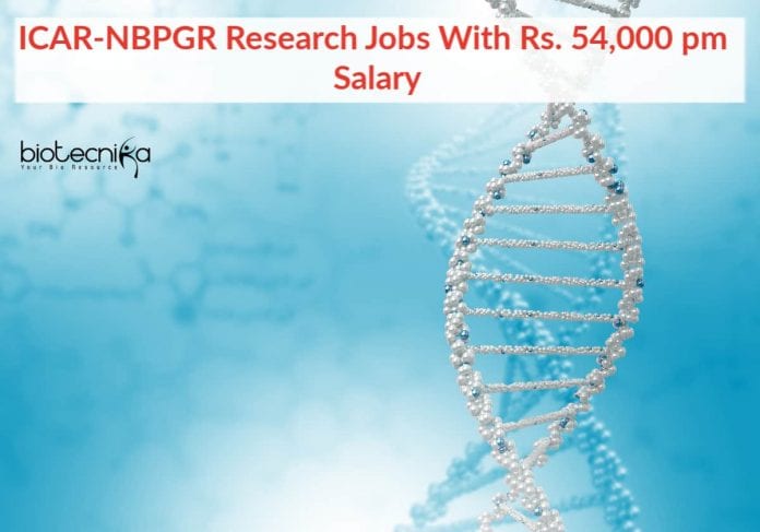 ICAR-NBPGR Biotech Research Jobs