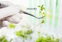 ICAR-NBPGR Botany Research Jobs – Senior Research Fellow Post ICAR-NBPGR Botany Research Jobs