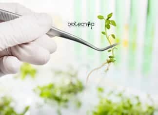 ICAR-NBPGR Botany Research Jobs