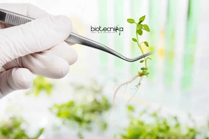 ICAR-NBPGR Botany Research Jobs