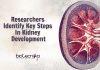 Key Steps In Kidney Development