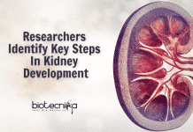 Researchers Provide Breakthrough Insights On Kidney Development Key Steps In Kidney Development