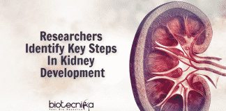 Key Steps In Kidney Development