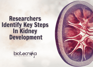 Researchers Provide Breakthrough Insights On Kidney Development Key Steps In Kidney Development