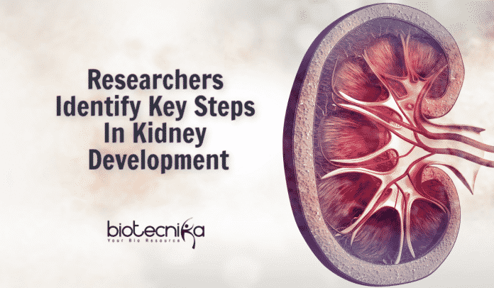 Key Steps In Kidney Development