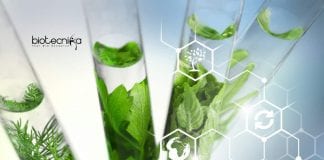 Kumaun University Botany Job