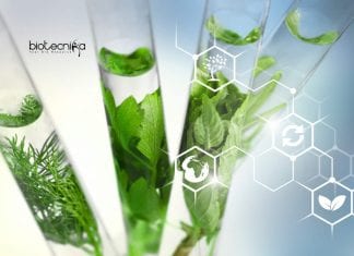 Kumaun University Botany Job