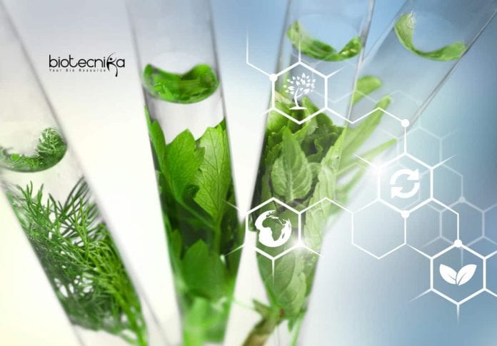 Kumaun University Botany Job