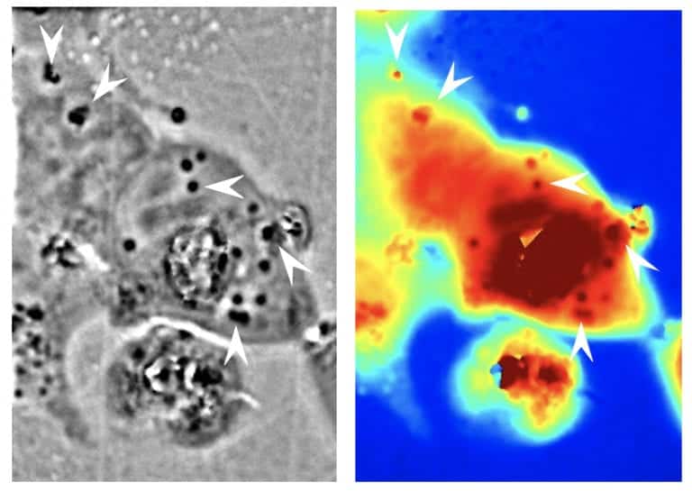 Transparent Human Cells Developed