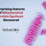 Mitochondrial Protein Synthesis Features