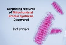 Surprising Features of Mitochondrial Protein Synthesis Uncovered Mitochondrial Protein Synthesis Features