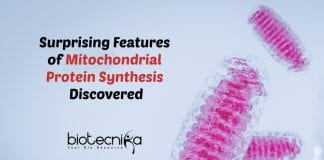 Mitochondrial Protein Synthesis Features
