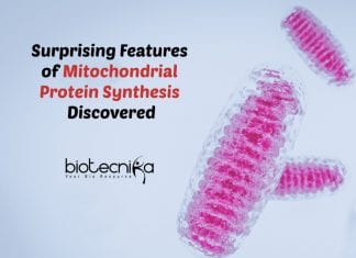 Surprising Features of Mitochondrial Protein Synthesis Uncovered Mitochondrial Protein Synthesis Features