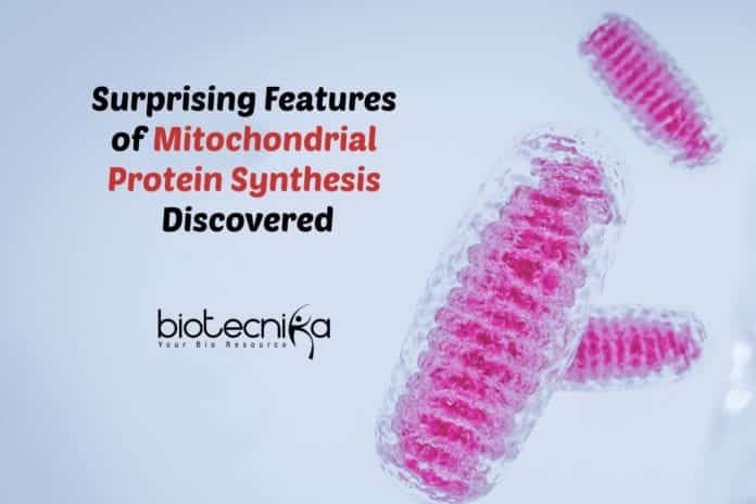 Mitochondrial Protein Synthesis Features