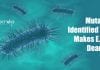New Mutations Identified Which Makes E.coli Due Even Deadlier Mutation that makes Escherichia coli deadlier