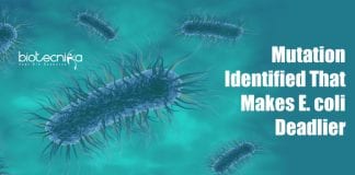 Mutation that makes Escherichia coli deadlier