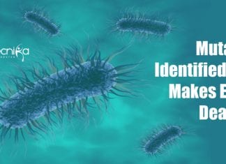 Mutation that makes Escherichia coli deadlier