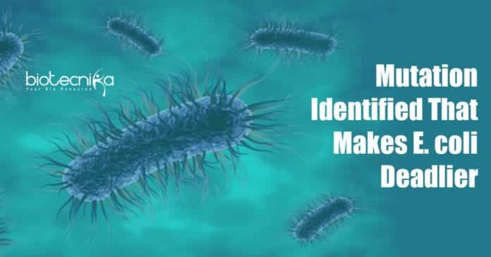 Mutation that makes Escherichia coli deadlier