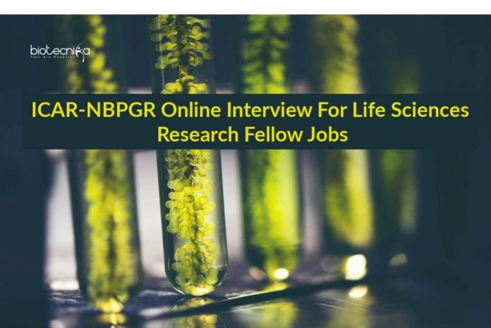 NBPGR Latest Research Jobs