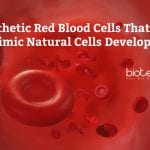 New Synthetic RBCs Developed