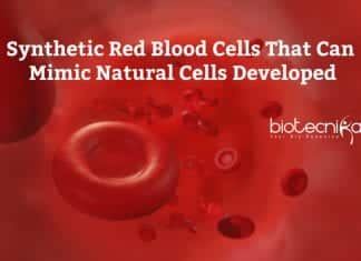 New Synthetic RBCs Developed